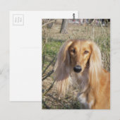 saluki.png briefkaart (Voorkant / Achterkant)
