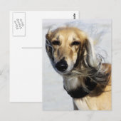 Saluki Portrait Briefkaart (Voorkant / Achterkant)
