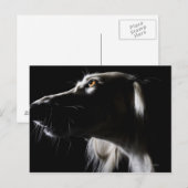 Saluki, portret briefkaart (Voorkant / Achterkant)