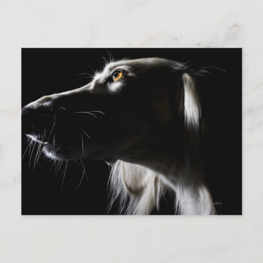 Saluki, portret briefkaart (Voorkant)