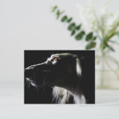 Saluki, portret briefkaart (Staand voorkant)