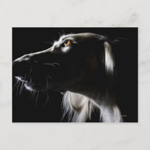Saluki, portret briefkaart