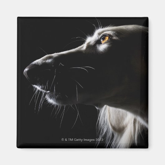 Saluki, portret magneet (Voorkant)