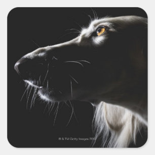 Saluki, portret vierkante sticker
