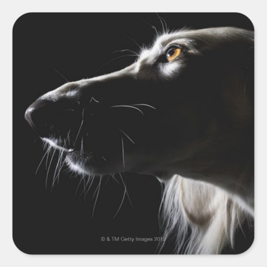 Saluki, portret vierkante sticker (Voorkant)