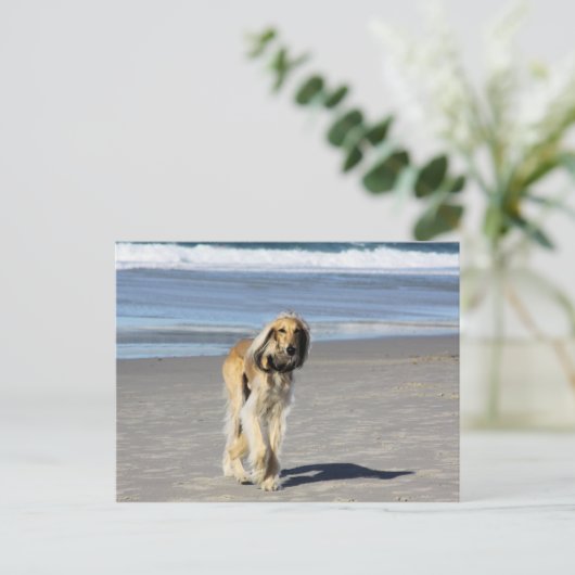 Saluki Stroll op het strand Briefkaart (Staand voorkant)