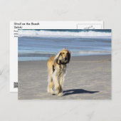Saluki Stroll op het strand Briefkaart (Voorkant / Achterkant)