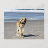 Saluki Stroll op het strand Briefkaart (Voorkant)