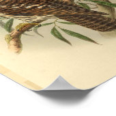 Salvadori's Hawk Owl Bird Color  Print (Hoek)