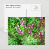 Salvia en Artemesia Briefkaart (Voorkant / Achterkant)
