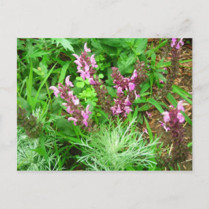 Salvia en Artemesia Briefkaart