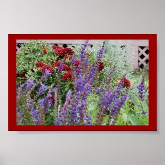 salvia en mums poster (Voorkant)