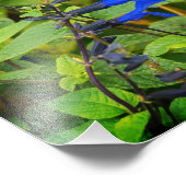 Salvia guaranitica de zwarte en blauwe bloei foto afdruk (Hoek)