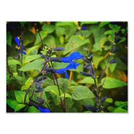 Salvia guaranitica de zwarte en blauwe bloei foto afdruk