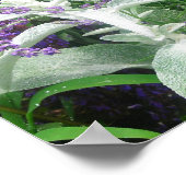 Salvia Lambs oor en Lavandar poster (Hoek)