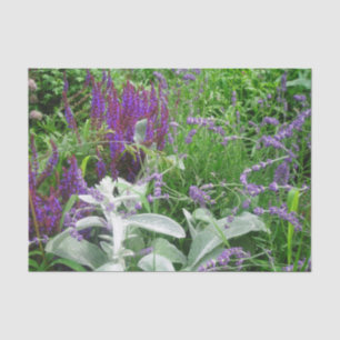 Salvia Lambs oor en Lavender Tissuepapier