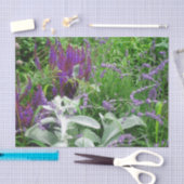 Salvia Lambs oor en Lavender Tissuepapier (Craft)