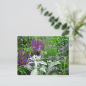 Salvia, Lavendar, Lambs ear Briefkaart (Staand voorkant)