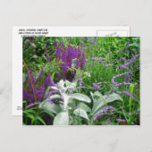 Salvia, Lavendar, Lambs ear Briefkaart (Voorkant / Achterkant)