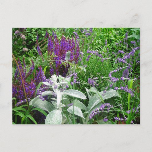 Salvia, Lavendar, Lambs ear Briefkaart (Voorkant)