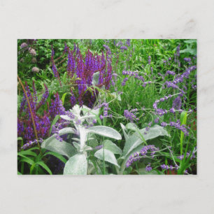 Salvia, Lavendar, Lambs oor Briefkaart