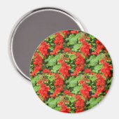 Salvia... Magneet (Voorkant / Achterkant)