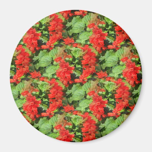 Salvia... Magneet (Voorkant)