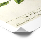 Salviam uit 'A Curious Herbal', 1782 (kleurentelle Poster (Hoek)