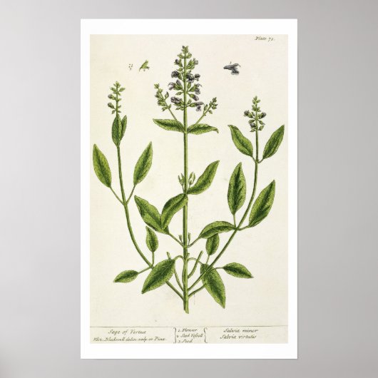 Salviam uit 'A Curious Herbal', 1782 (kleurentelle Poster (Voorkant)