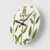 Salviam uit 'A Curious Herbal', 1782 (kleurentelle Ronde Klok (Hoek)