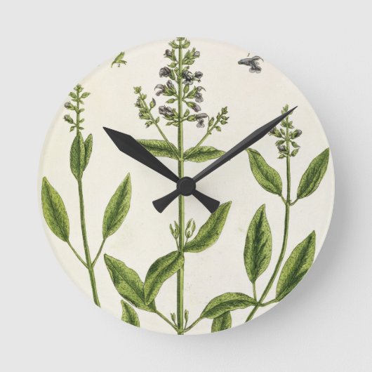 Salviam uit 'A Curious Herbal', 1782 (kleurentelle Ronde Klok (Voorkant)