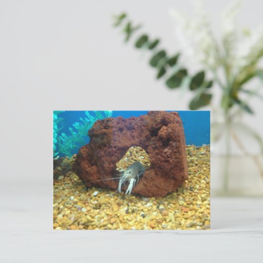 Sam de blauwe kreeft briefkaart (Staand voorkant)