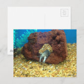 Sam de blauwe kreeft briefkaart (Voorkant / Achterkant)