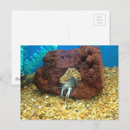 Sam de blauwe kreeft briefkaart (Voorkant / Achterkant)