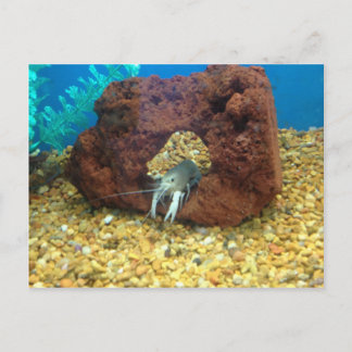 Sam de blauwe kreeft briefkaart