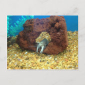 Sam de blauwe kreeft briefkaart (Voorkant)