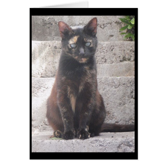 Samantha de Struik Cat (Voorkant)