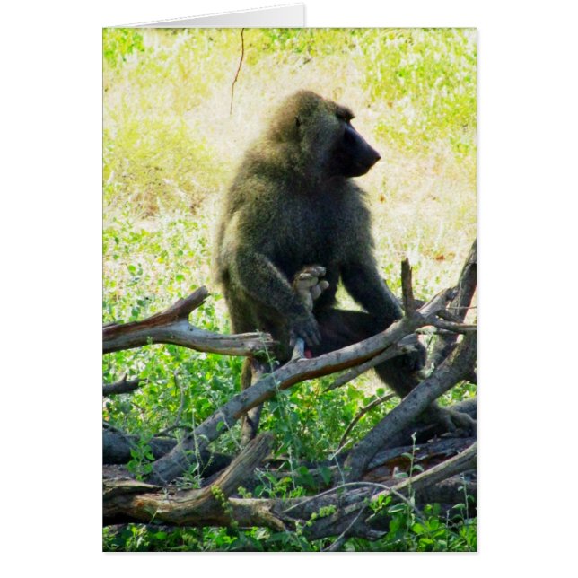Samburu Baboon (Voorkant)