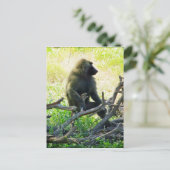 Samburu Baboon Briefkaart (Staand voorkant)