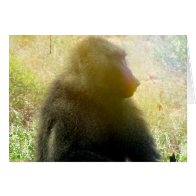 Samburu Baboon Closeup (Voorkant Horizontaal)
