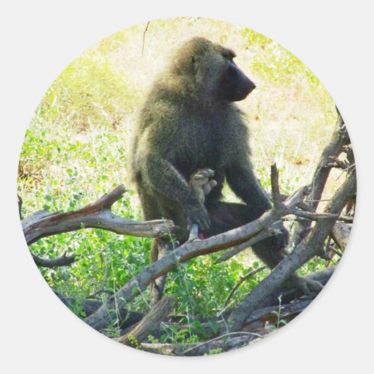 Samburu Baboon Ronde Sticker (Voorkant)