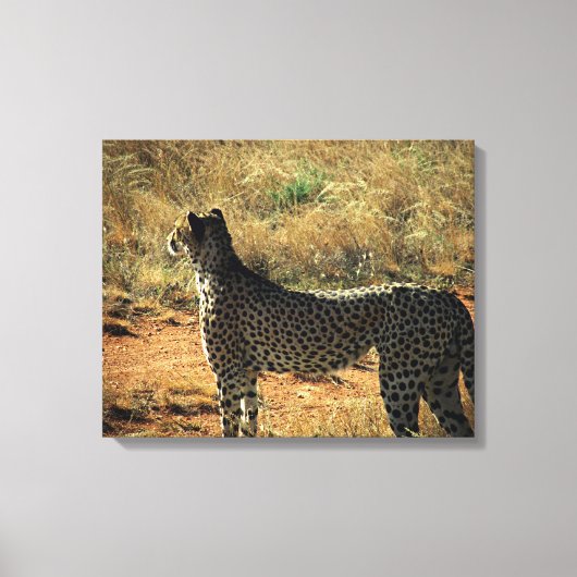 Samburu Cheetah Canvas Afdruk (Voorkant)