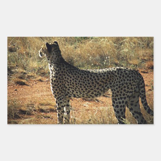 Samburu Cheetah Rechthoekige Sticker (Voorkant)