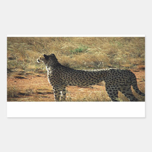 Samburu Cheetah Rechthoekige Sticker
