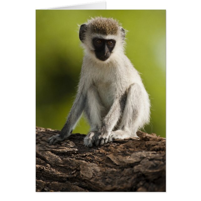 Samburu Game Reserve, Kenia, Vervet Monkey (Voorkant)