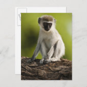 Samburu Game Reserve, Kenia, Vervet Monkey Briefkaart (Voorkant / Achterkant)