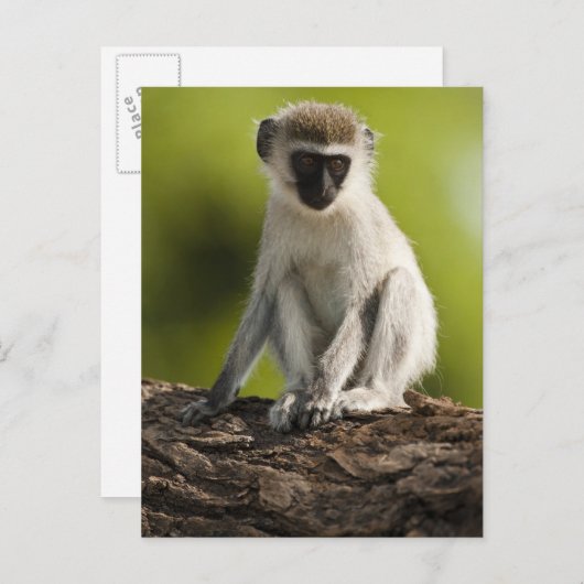 Samburu Game Reserve, Kenia, Vervet Monkey Briefkaart (Voorkant / Achterkant)