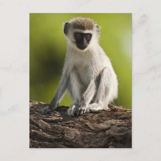 Samburu Game Reserve, Kenia, Vervet Monkey Briefkaart (Voorkant)