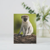 Samburu Game Reserve, Kenia, Vervet Monkey Briefkaart (Staand voorkant)