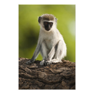 Samburu Game Reserve, Kenia, Vervet Monkey Foto Afdruk